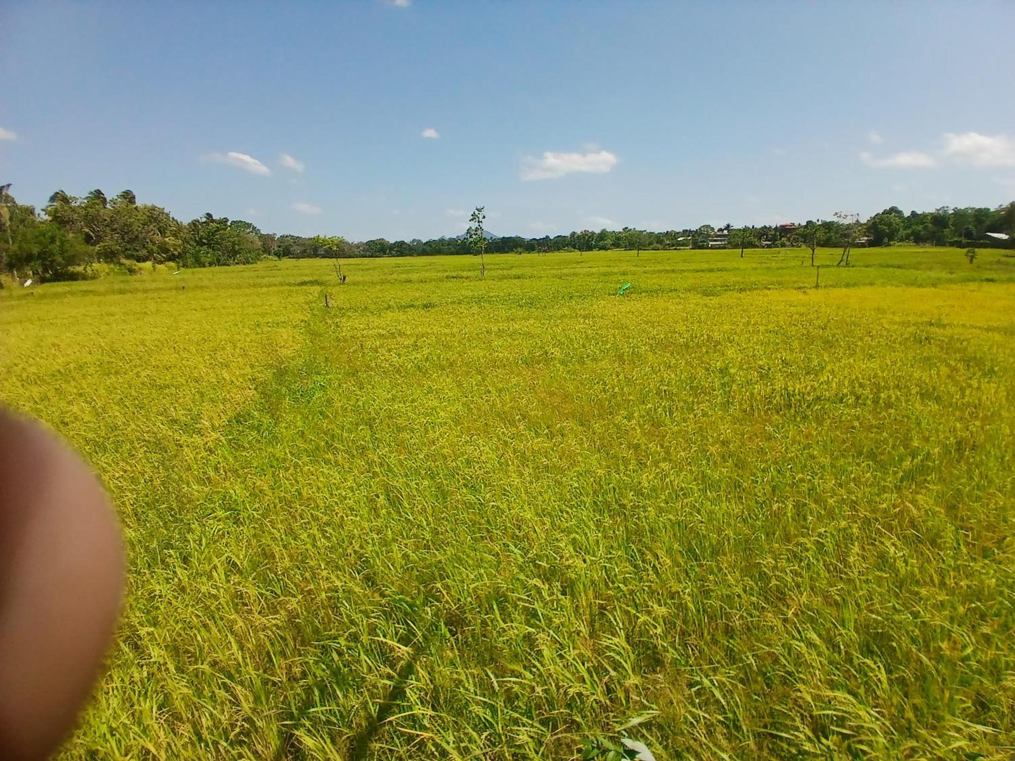 The Lotus Villa Sigiriya Exterior photo